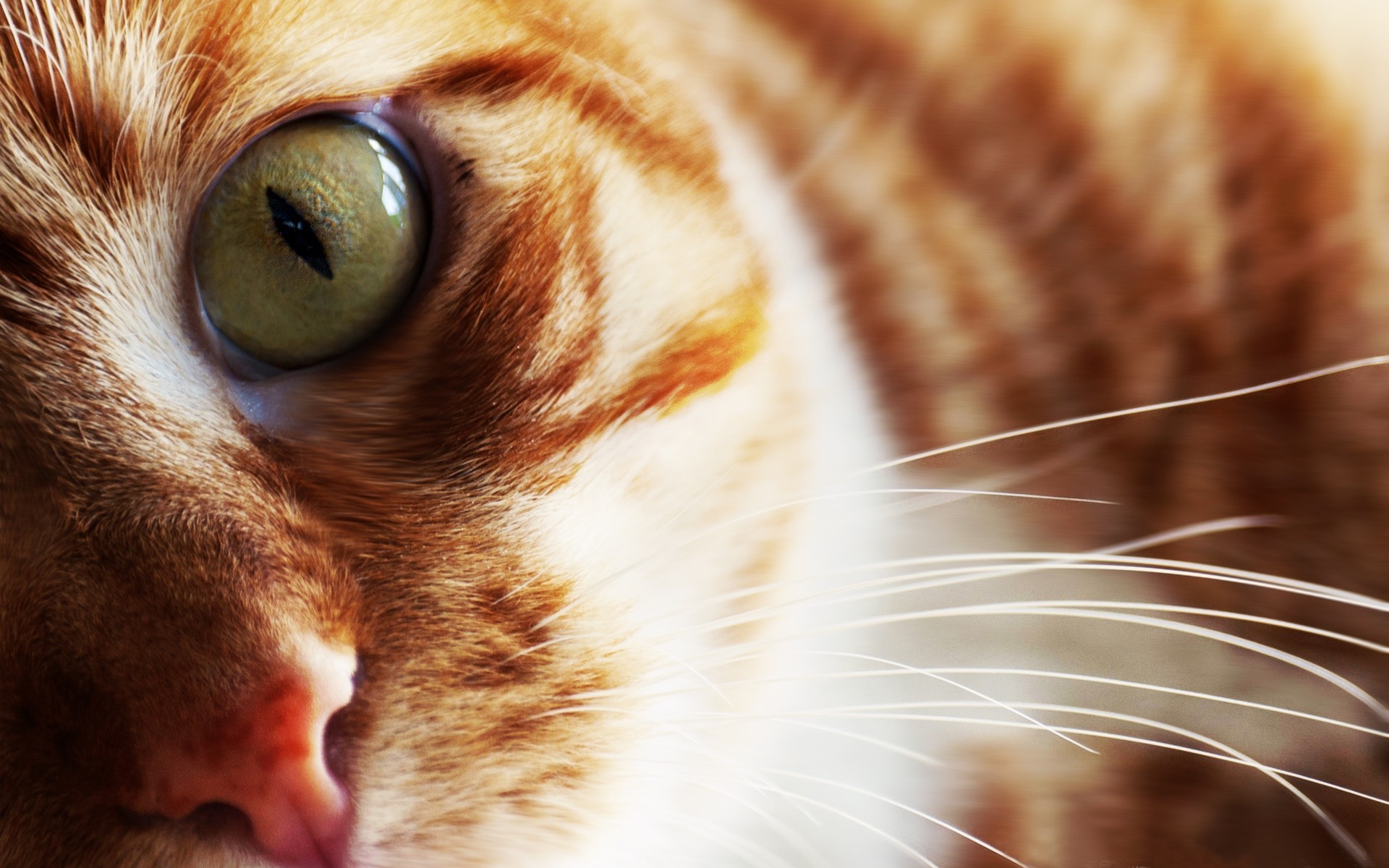 Wallpapers Animals Cats - Kittens 