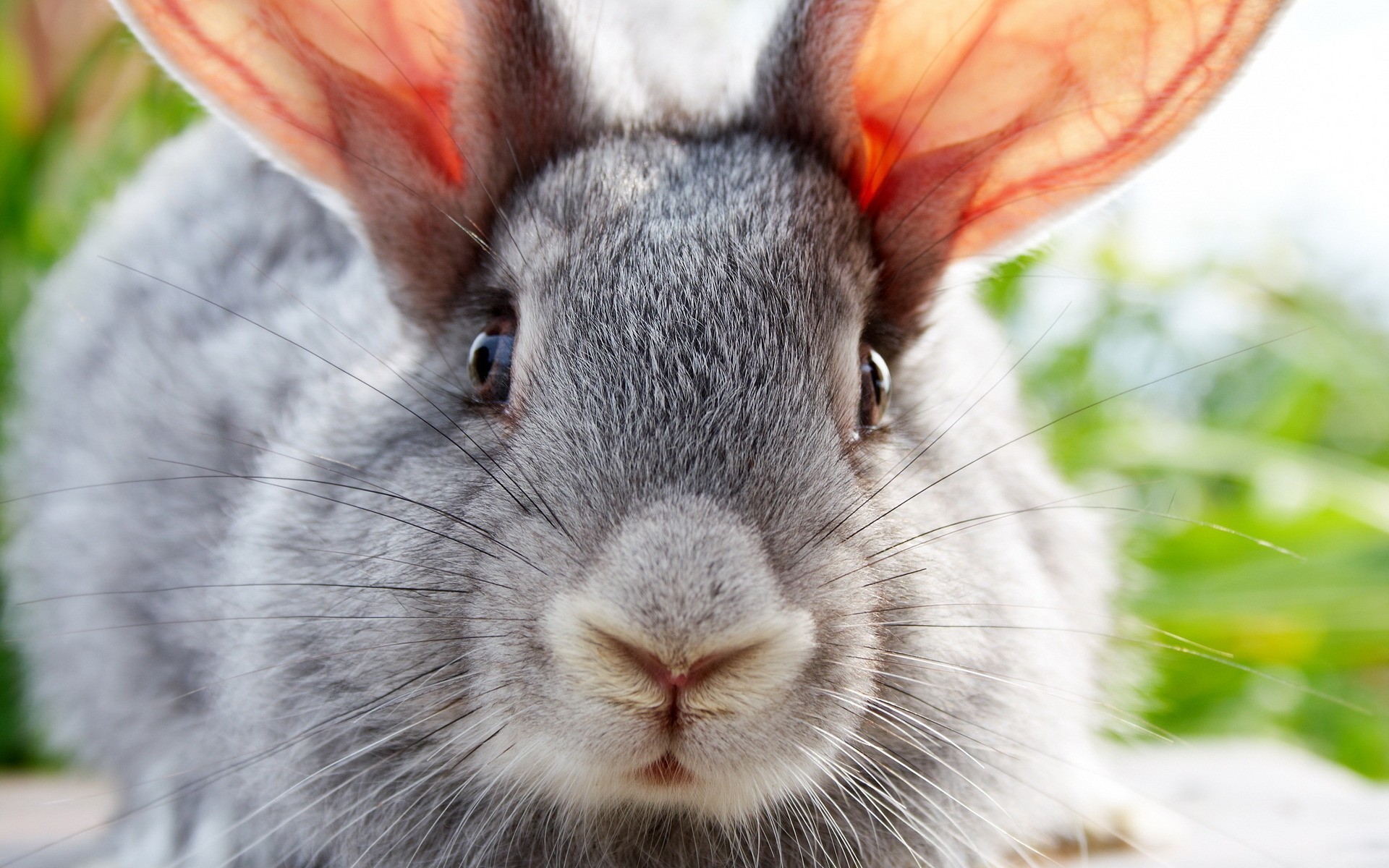 Fonds d'cran Animaux Lapins - Livres 