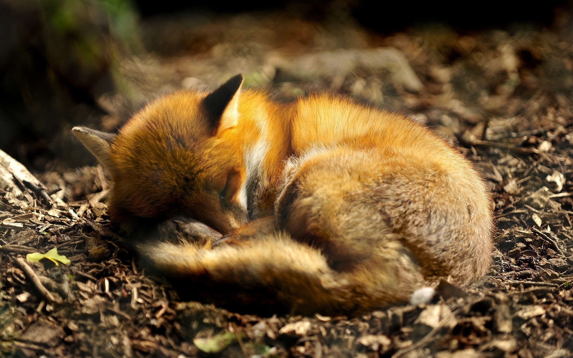 Wallpapers Animals Foxes 