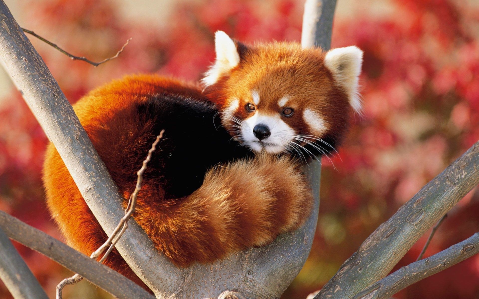 Fonds d'cran Animaux Pandas roux 