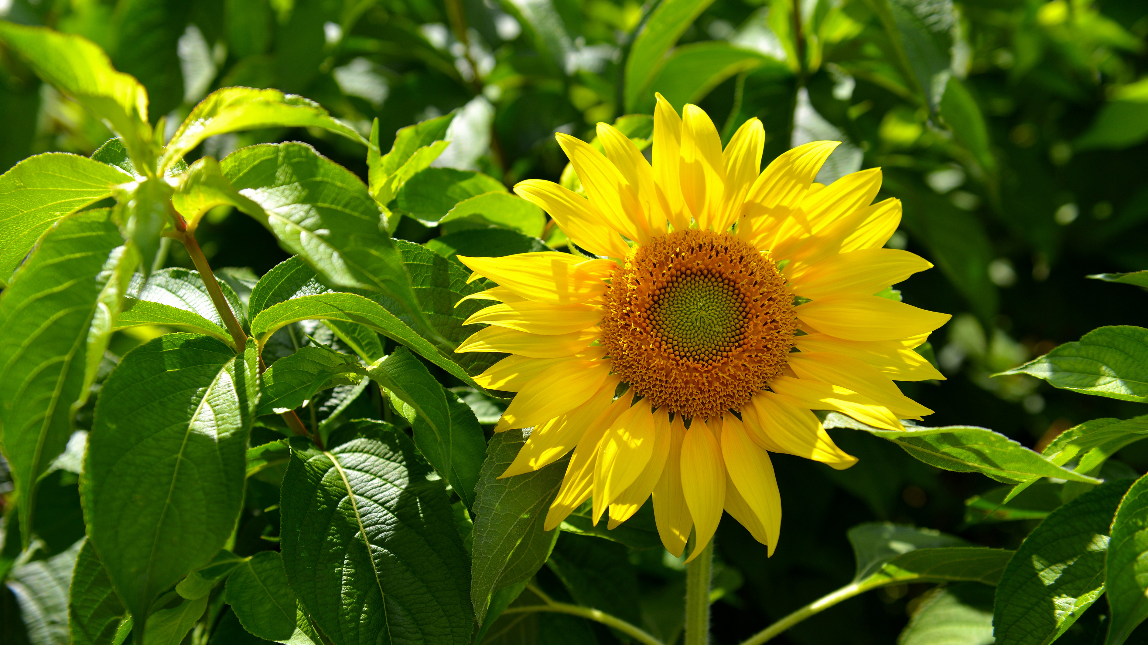 Fonds d'cran Nature Fleurs Tournesol