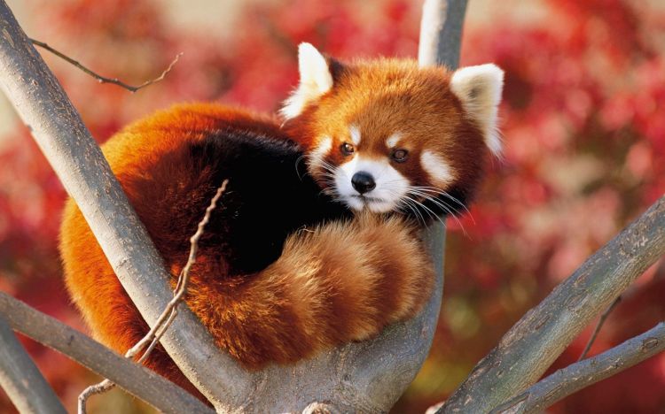 Wallpapers Animals Red pandas Wallpaper N352419