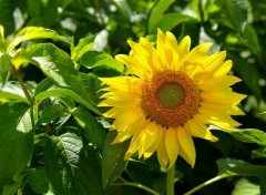  Nature Tournesol