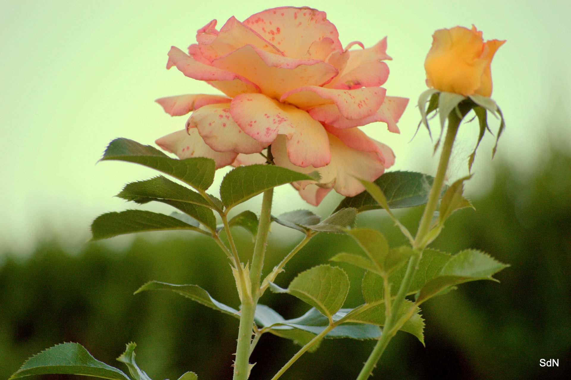 Fonds d'cran Nature Fleurs SAINT LEU EN ESSERANT