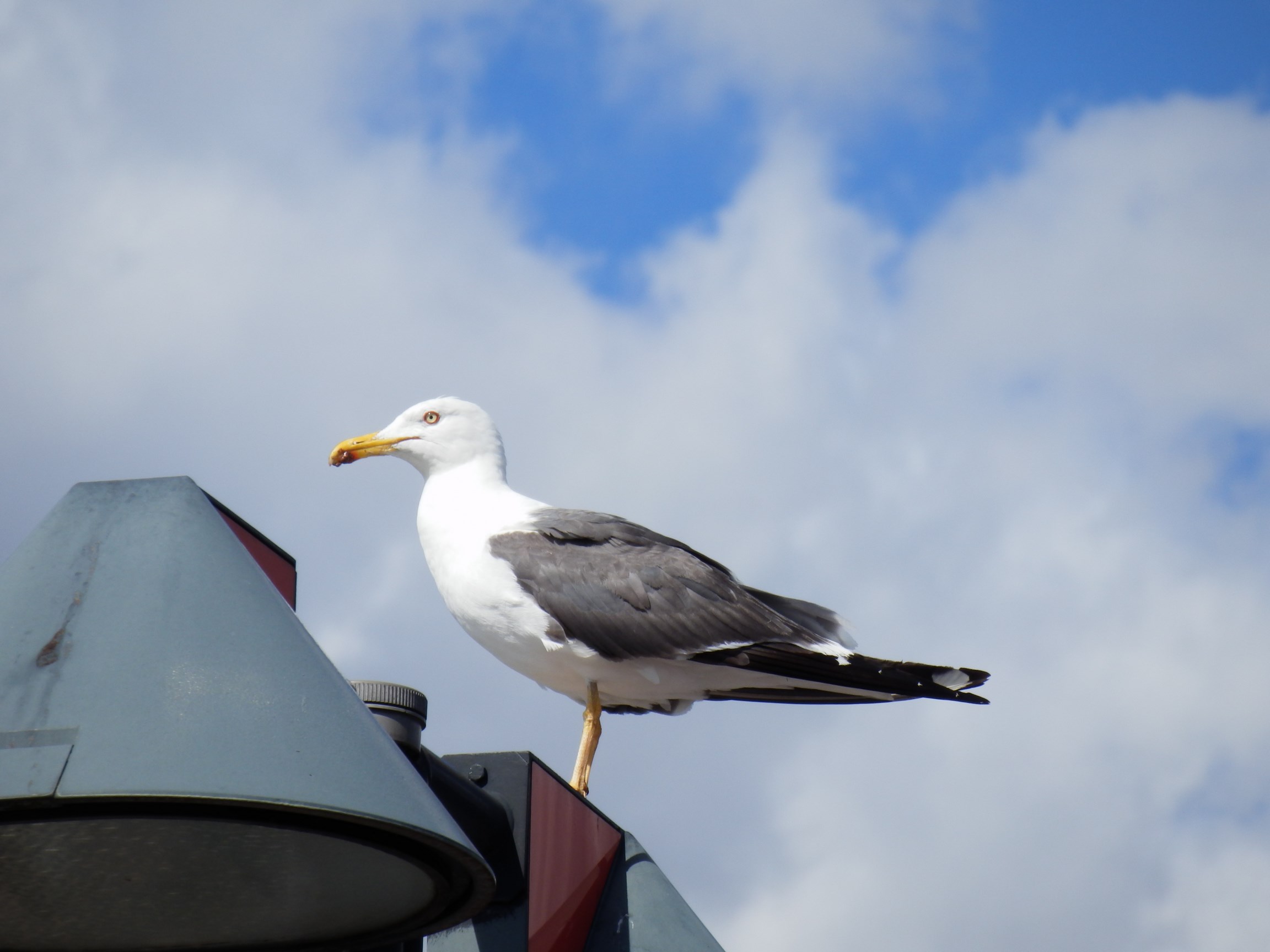 Wallpapers Animals Birds - Gulls 