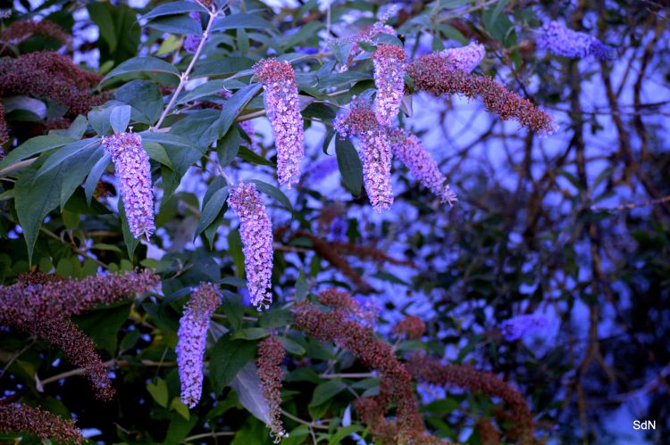 Fonds d'cran Nature Fleurs SAINT LEU EN ESSERANT- L' OISE