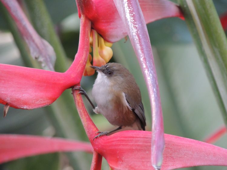 Wallpapers Animals Birds - Misc Tuit tuit de la Réunion