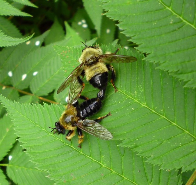 Fonds d'cran Animaux Insectes - Abeilles Gupes ... Couple de Taon