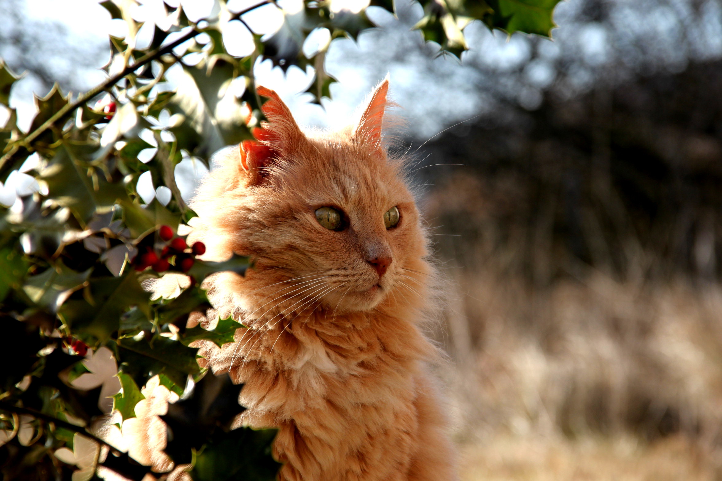 Fonds d'cran Animaux Chats - Chatons Je suis concentr