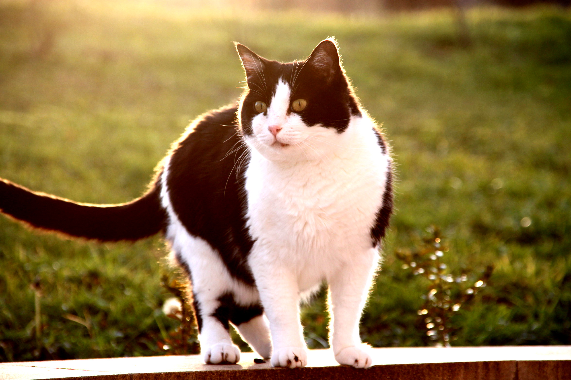 Fonds d'cran Animaux Chats - Chatons 