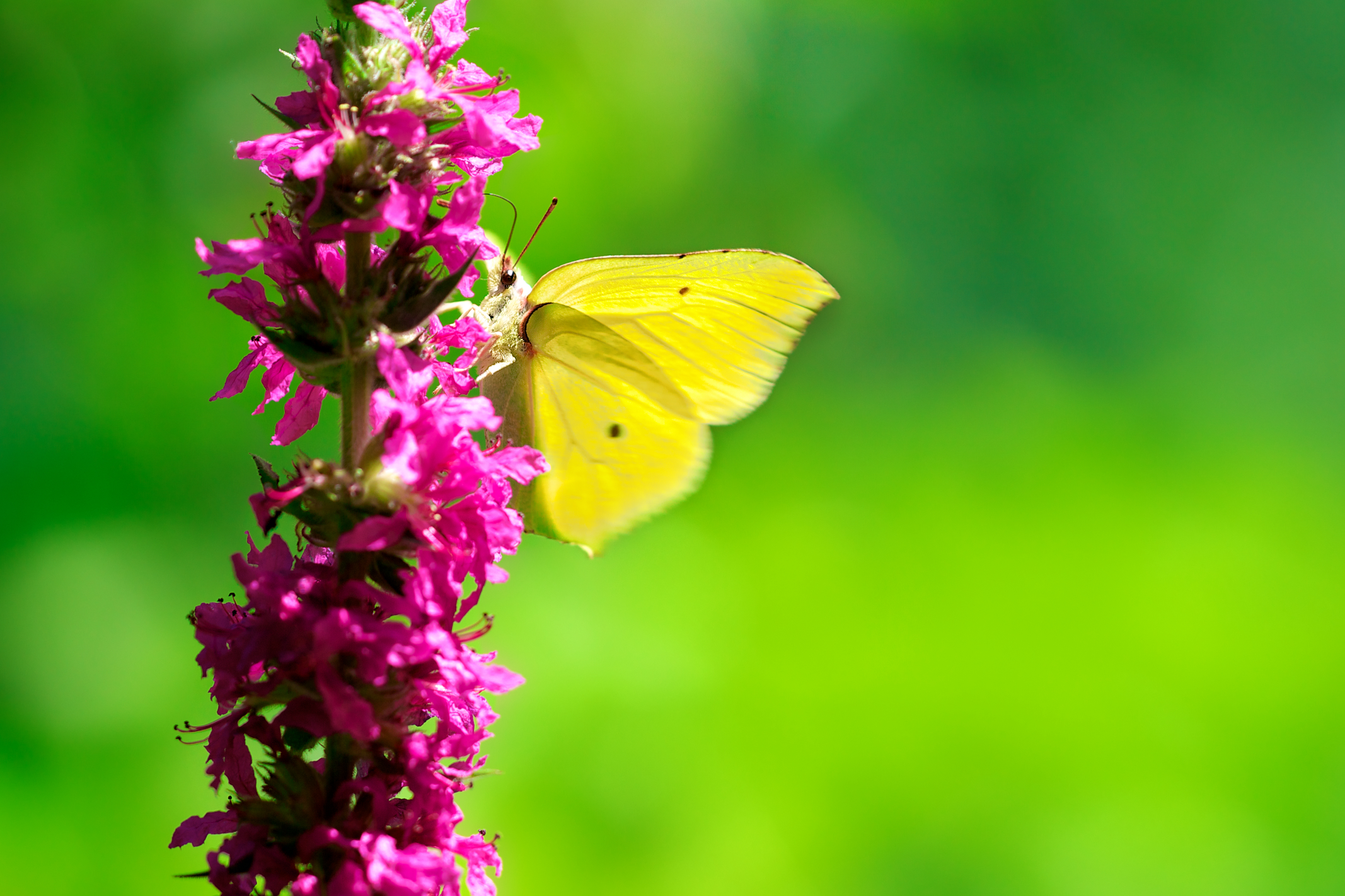 Fonds d'cran Animaux Insectes - Papillons libre et sauvage