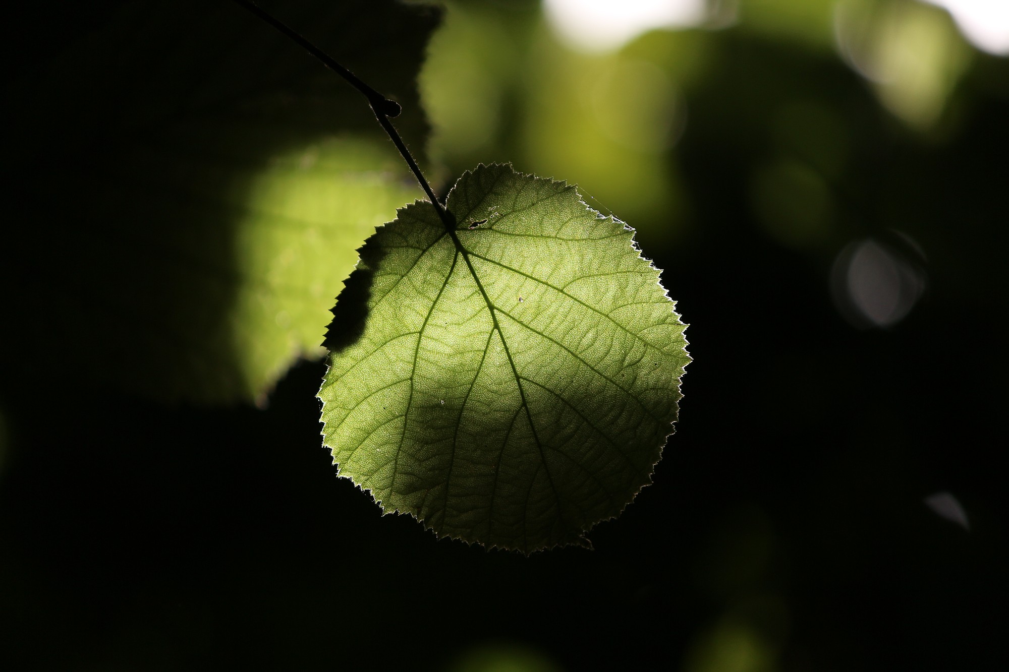 Wallpapers Nature Trees - Forests Feuille de noisetier