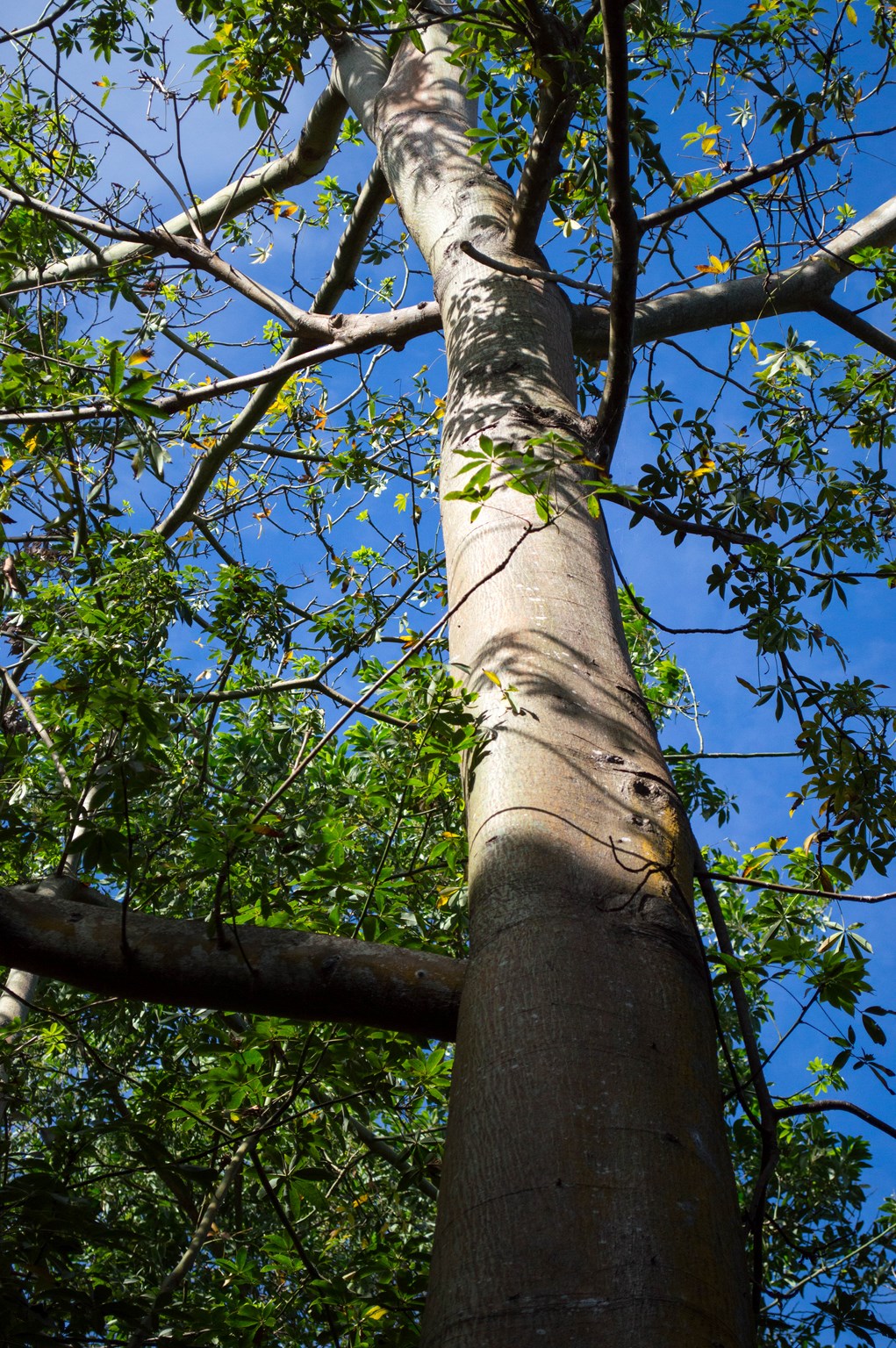 Fonds d'cran Nature Arbres - Forts Mayotte