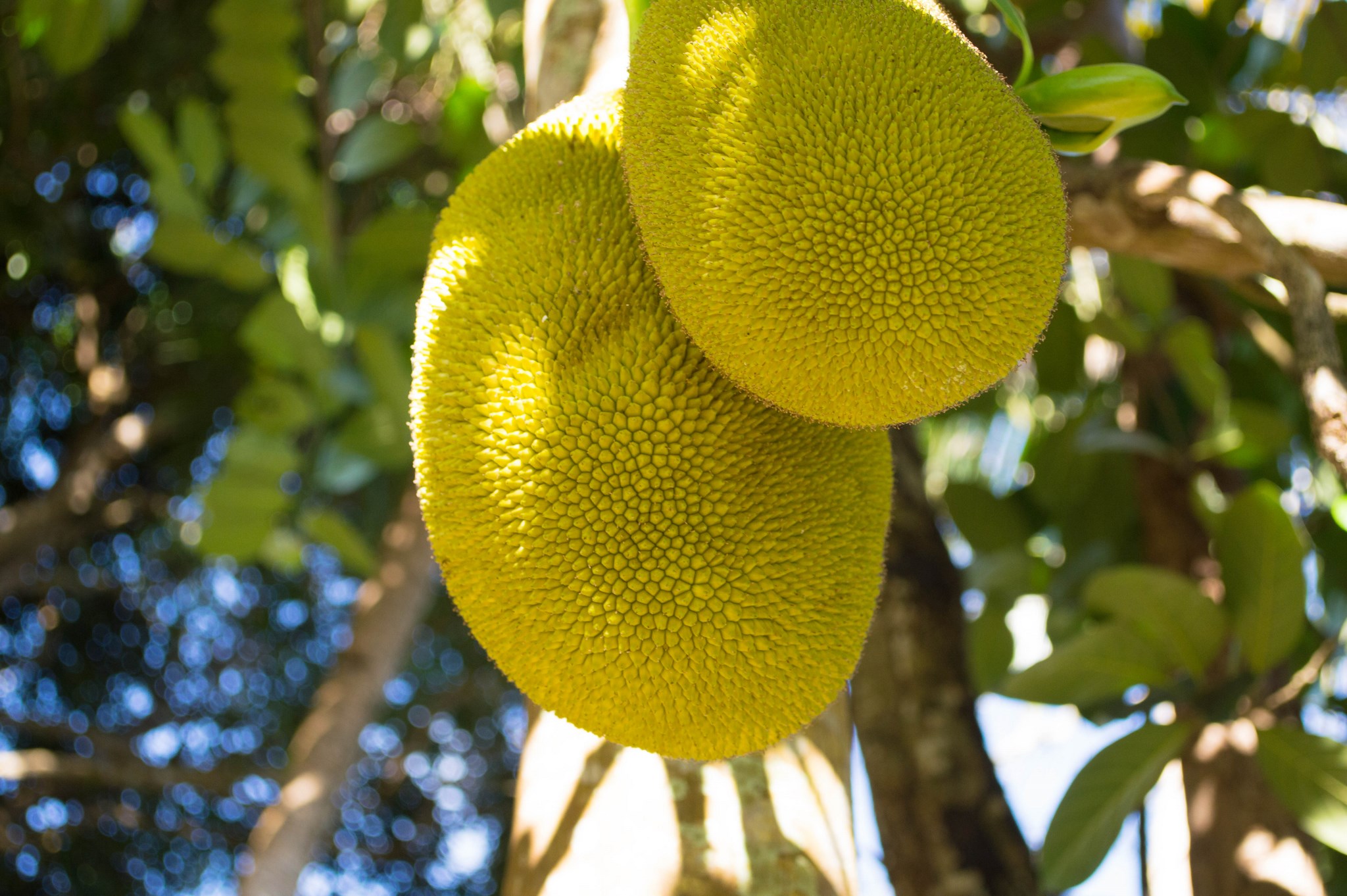 Wallpapers Nature Fruits Mayotte