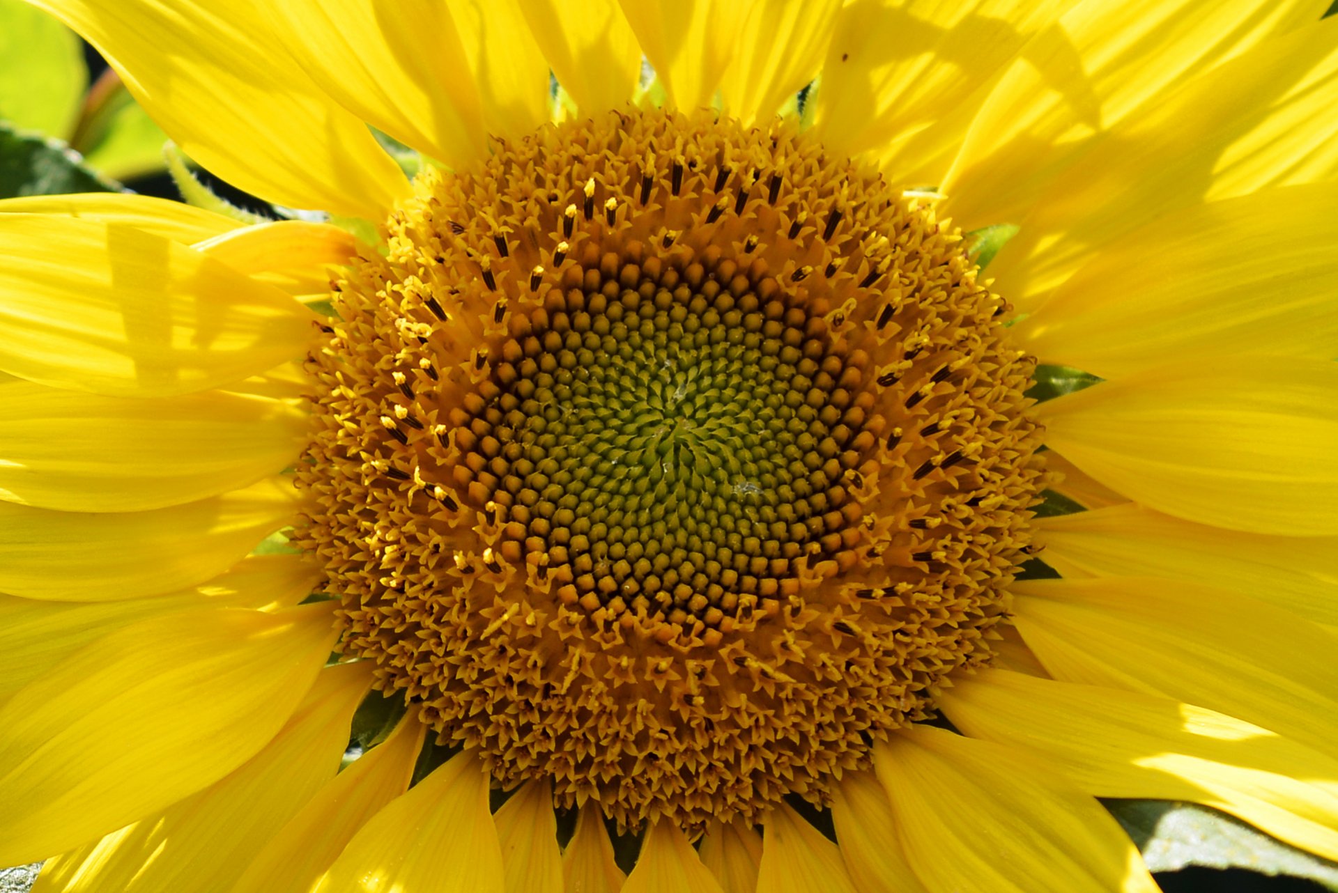 Wallpapers Nature Flowers Gros plan sur le cur d'un tournesol