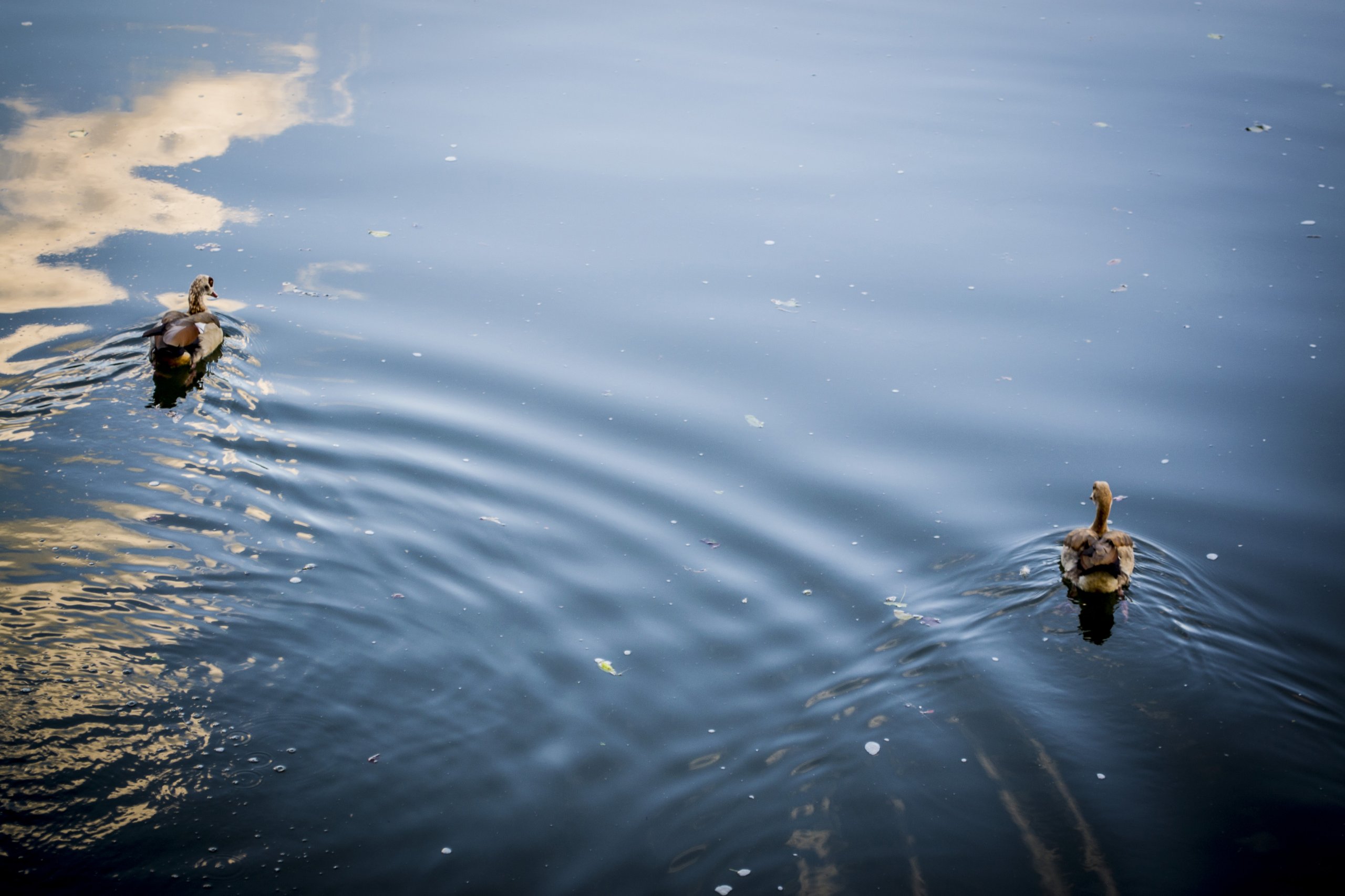 Wallpapers Animals Birds - Ducks ondes des canards