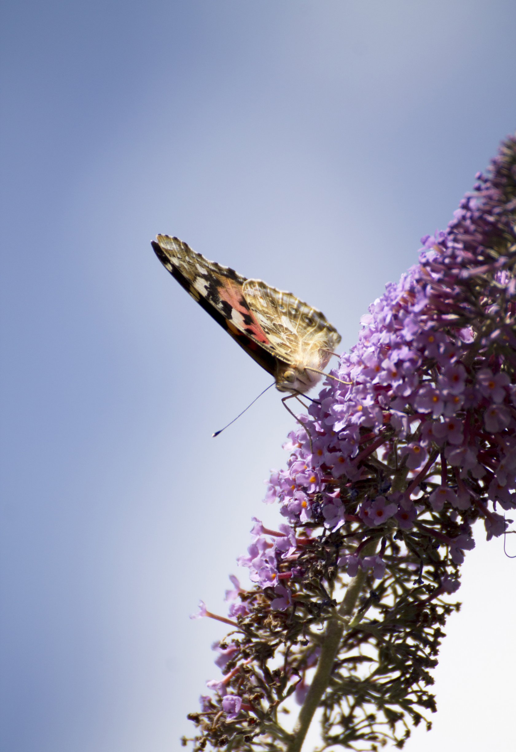 Fonds d'cran Animaux Insectes - Papillons Belle Dame