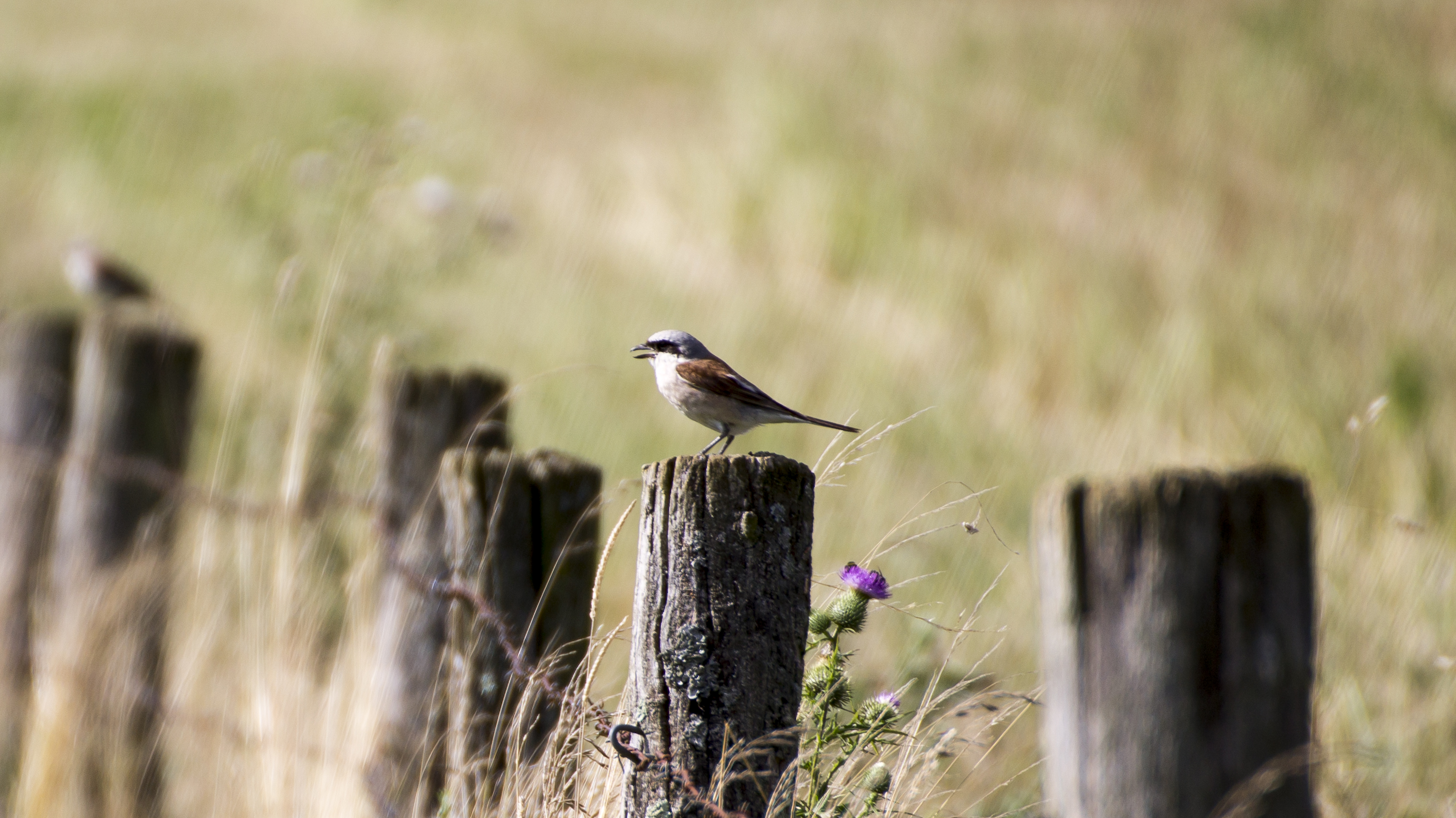 Fonds d'cran Animaux Oiseaux - Pies Pie Grieche