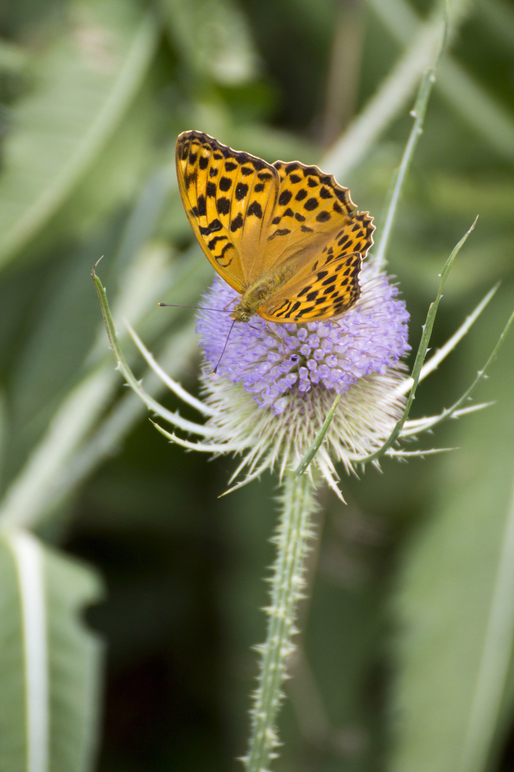 Wallpapers Animals Insects - Butterflies Tabac d'Espagne