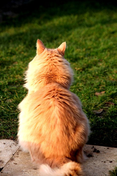 Fonds d'cran Animaux Chats - Chatons Je te tourne le dos