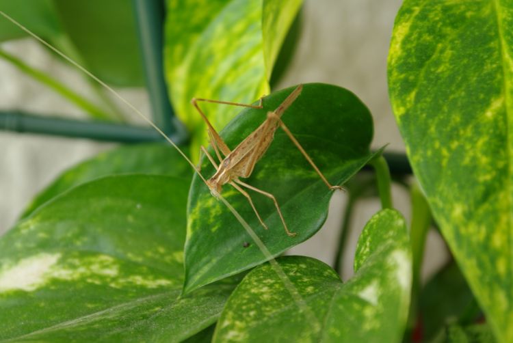 Wallpapers Animals Insects - Grasshoppers and Locusts Sauterelle d'été