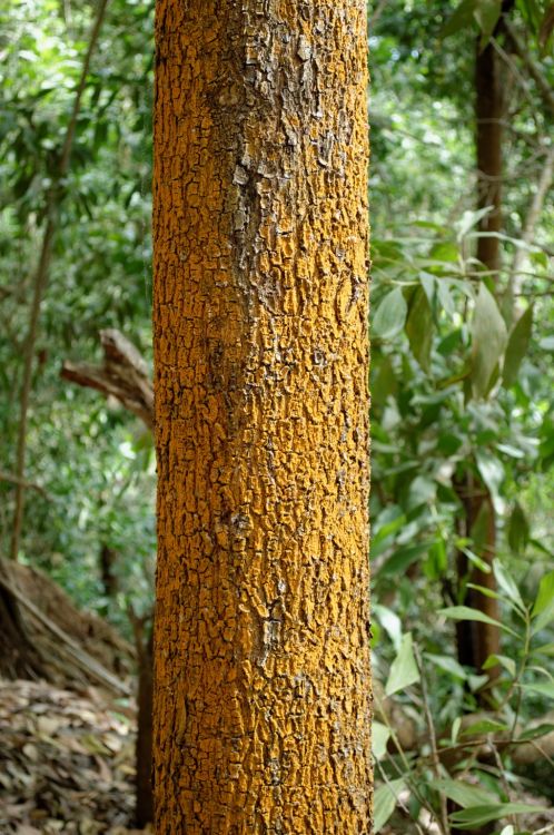 Fonds d'cran Nature Arbres - Forts Mayotte