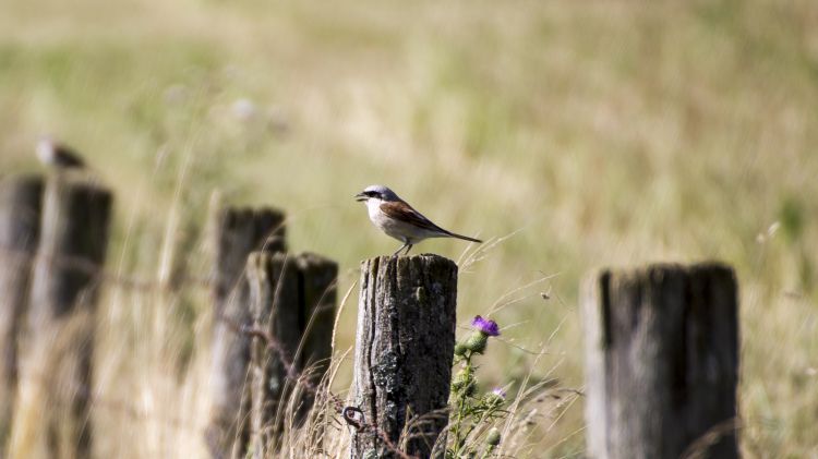 Fonds d'cran Animaux Oiseaux - Pies Pie Grieche