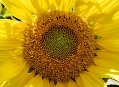  Nature Gros plan sur le cur d'un tournesol