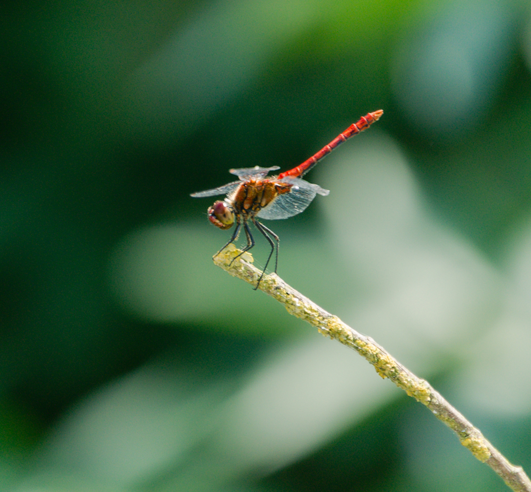 Wallpapers Animals Insects - Dragonflies 