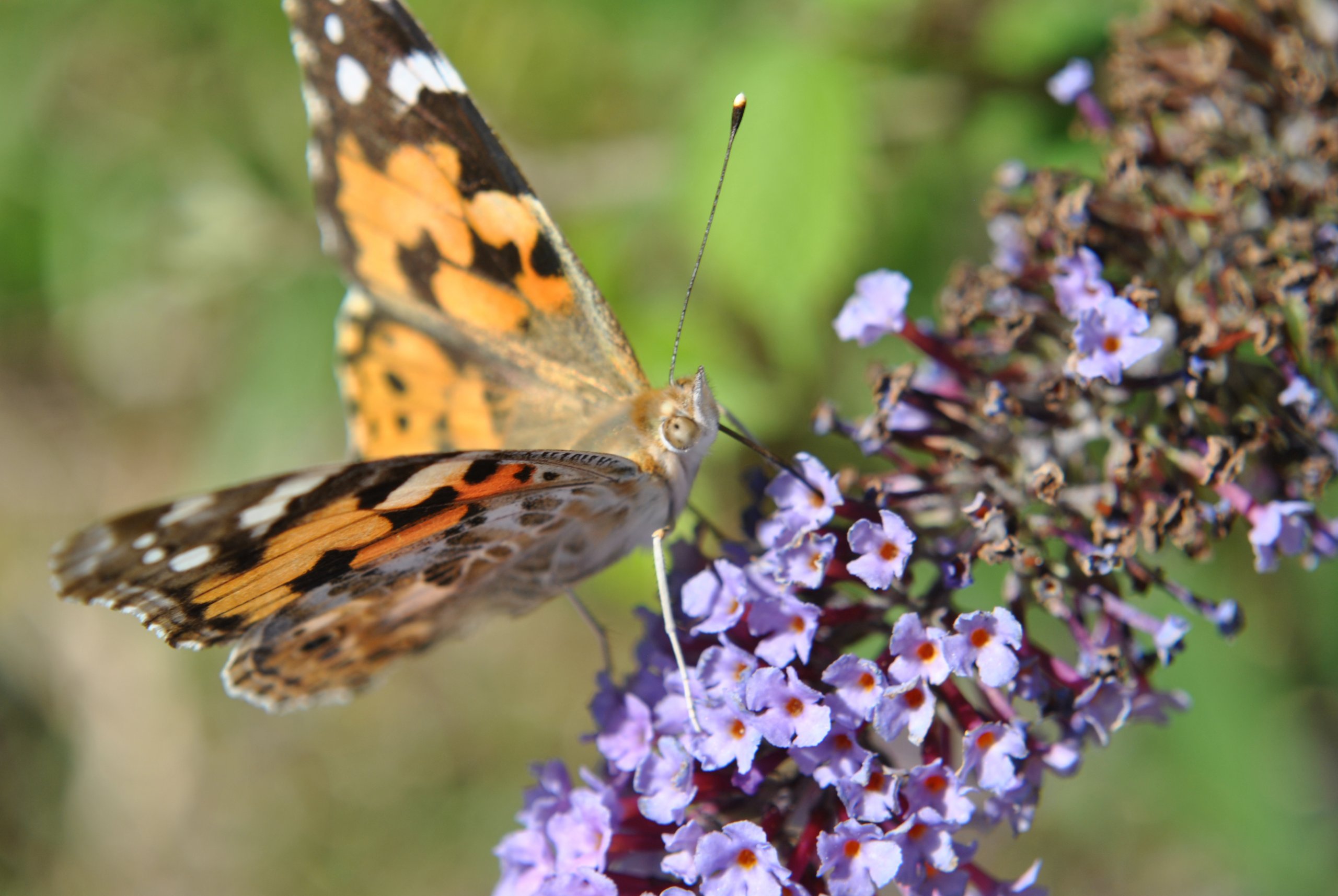 Fonds d'cran Animaux Insectes - Papillons 