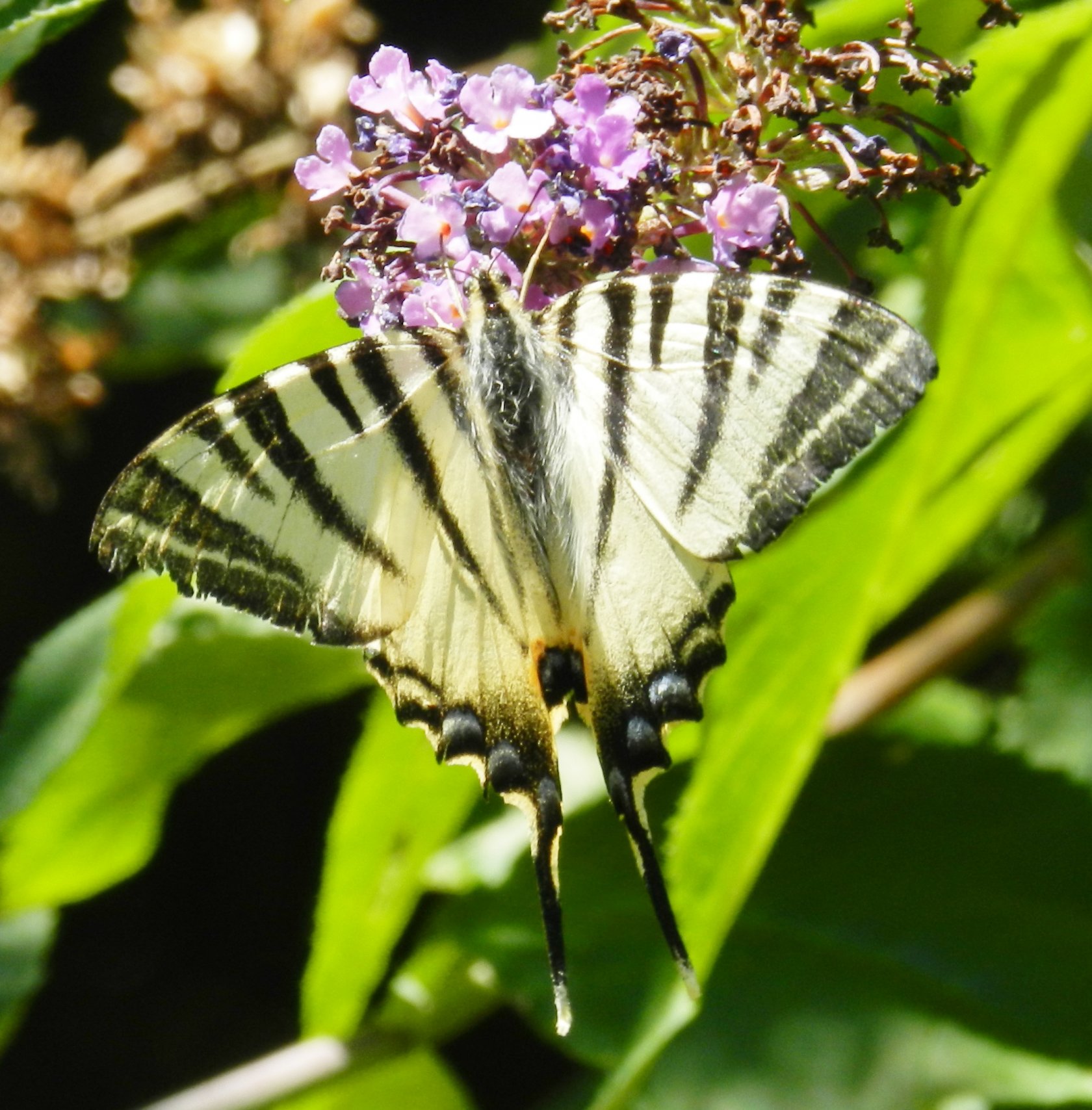 Fonds d'cran Animaux Insectes - Papillons 