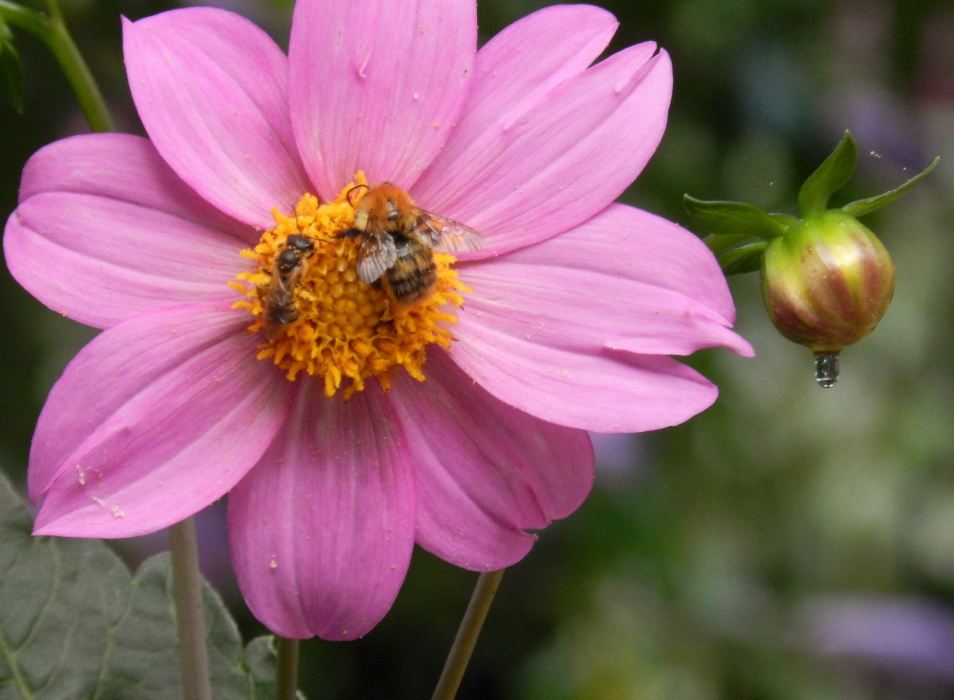 Fonds d'cran Nature Fleurs 