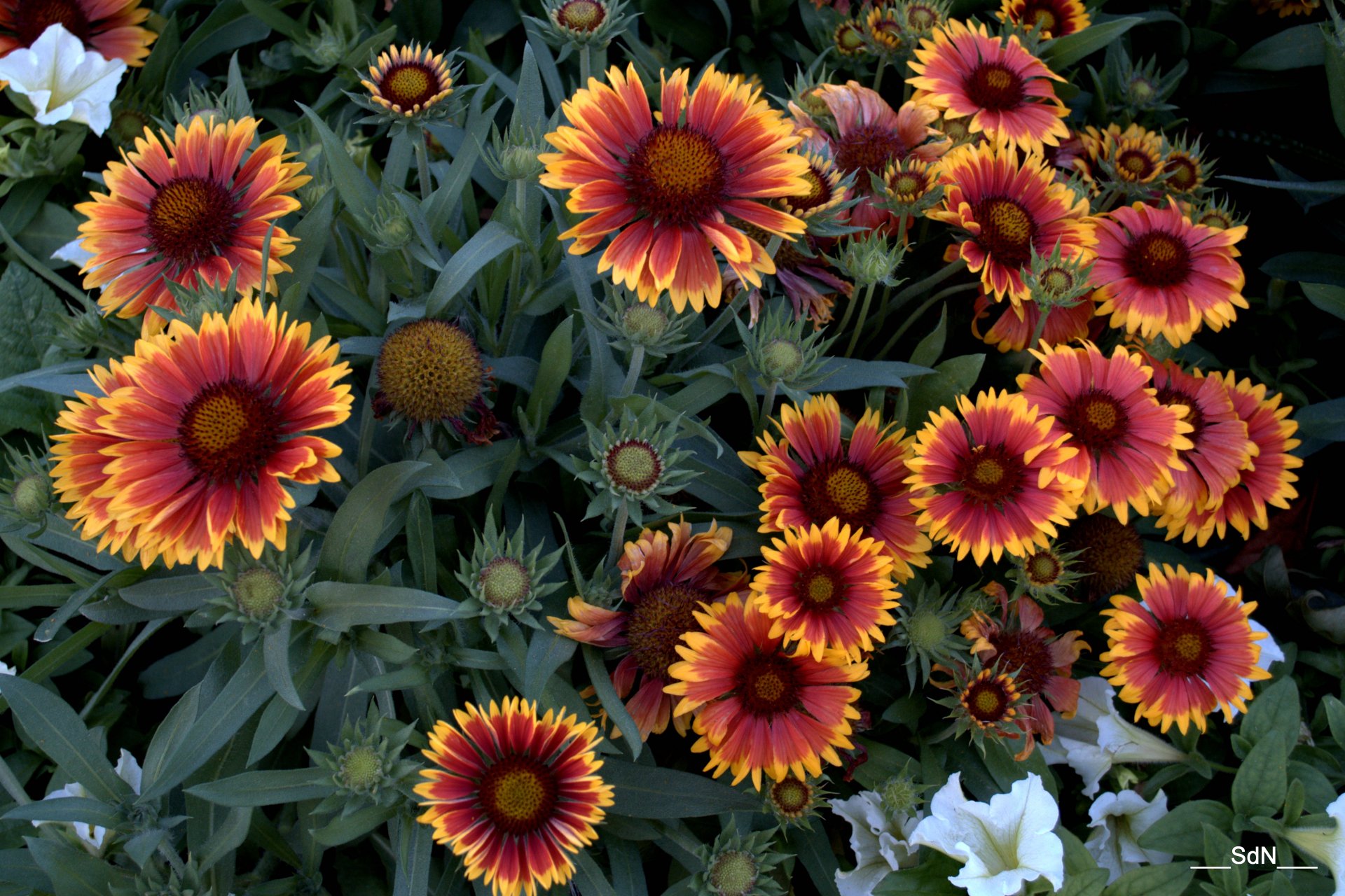 Fonds d'cran Nature Fleurs 