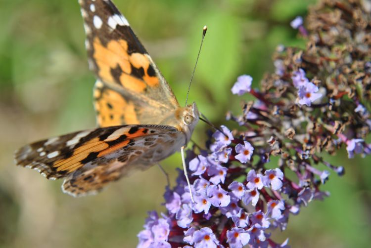 Fonds d'cran Animaux Insectes - Papillons Wallpaper N352515