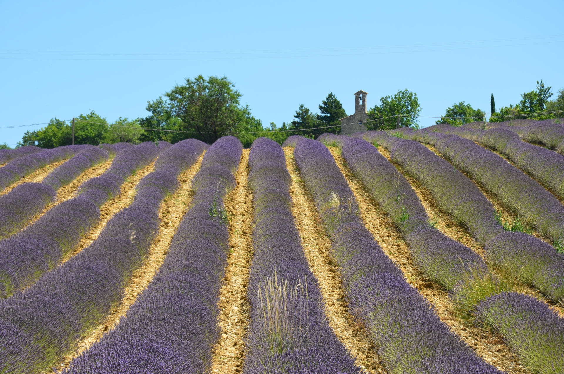 Wallpapers Nature Flowers 