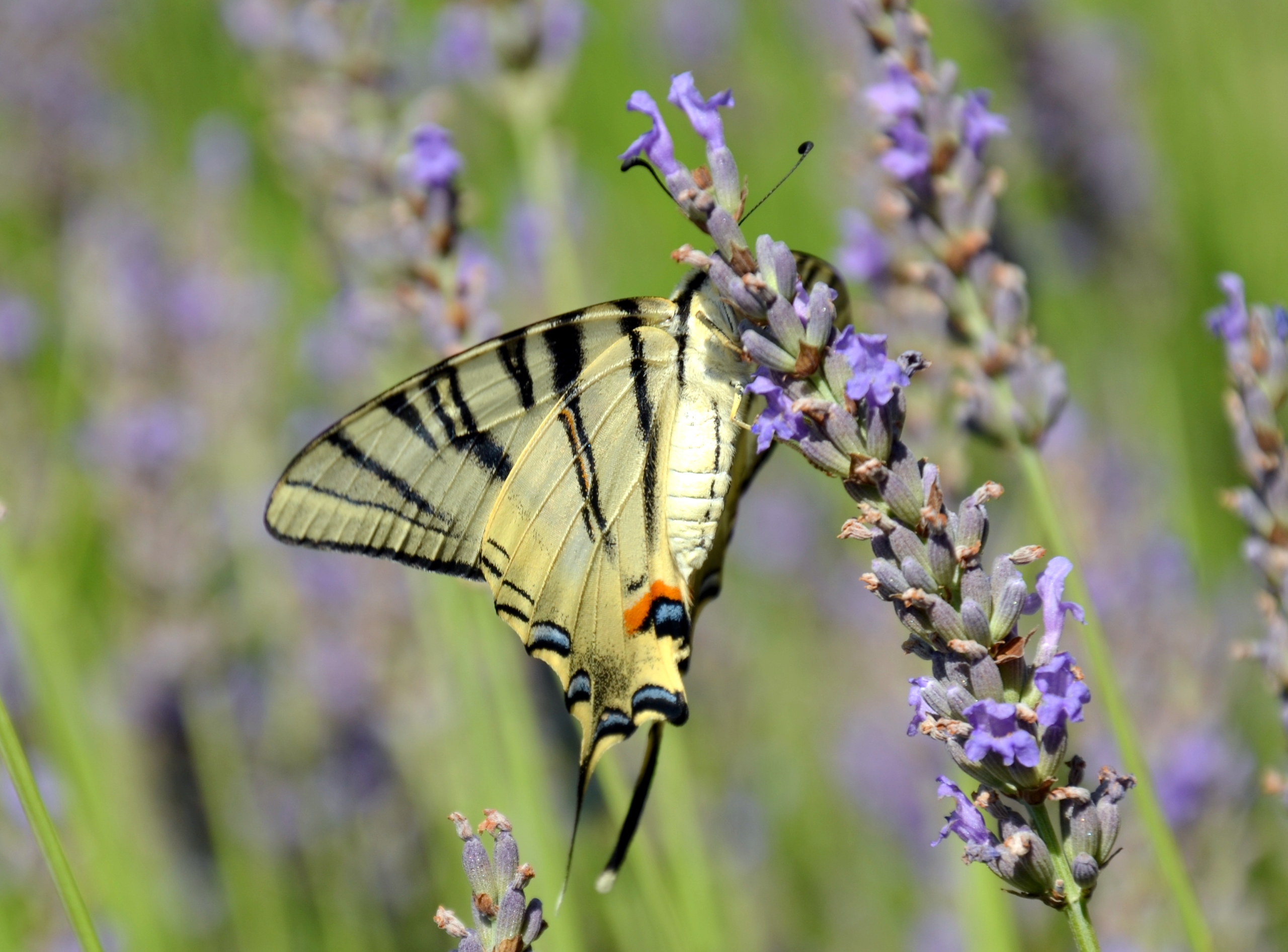 Fonds d'cran Animaux Insectes - Papillons 