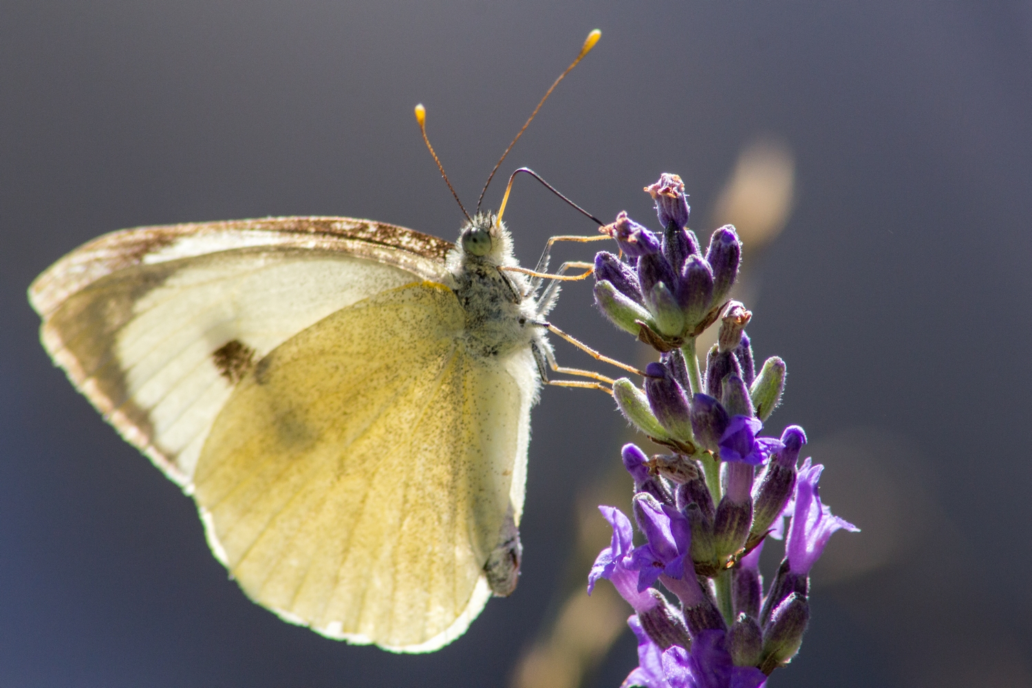 Fonds d'cran Animaux Insectes - Papillons dans la lumiere