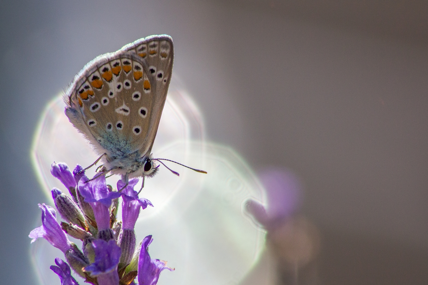 Fonds d'cran Animaux Insectes - Papillons dans la lumiere