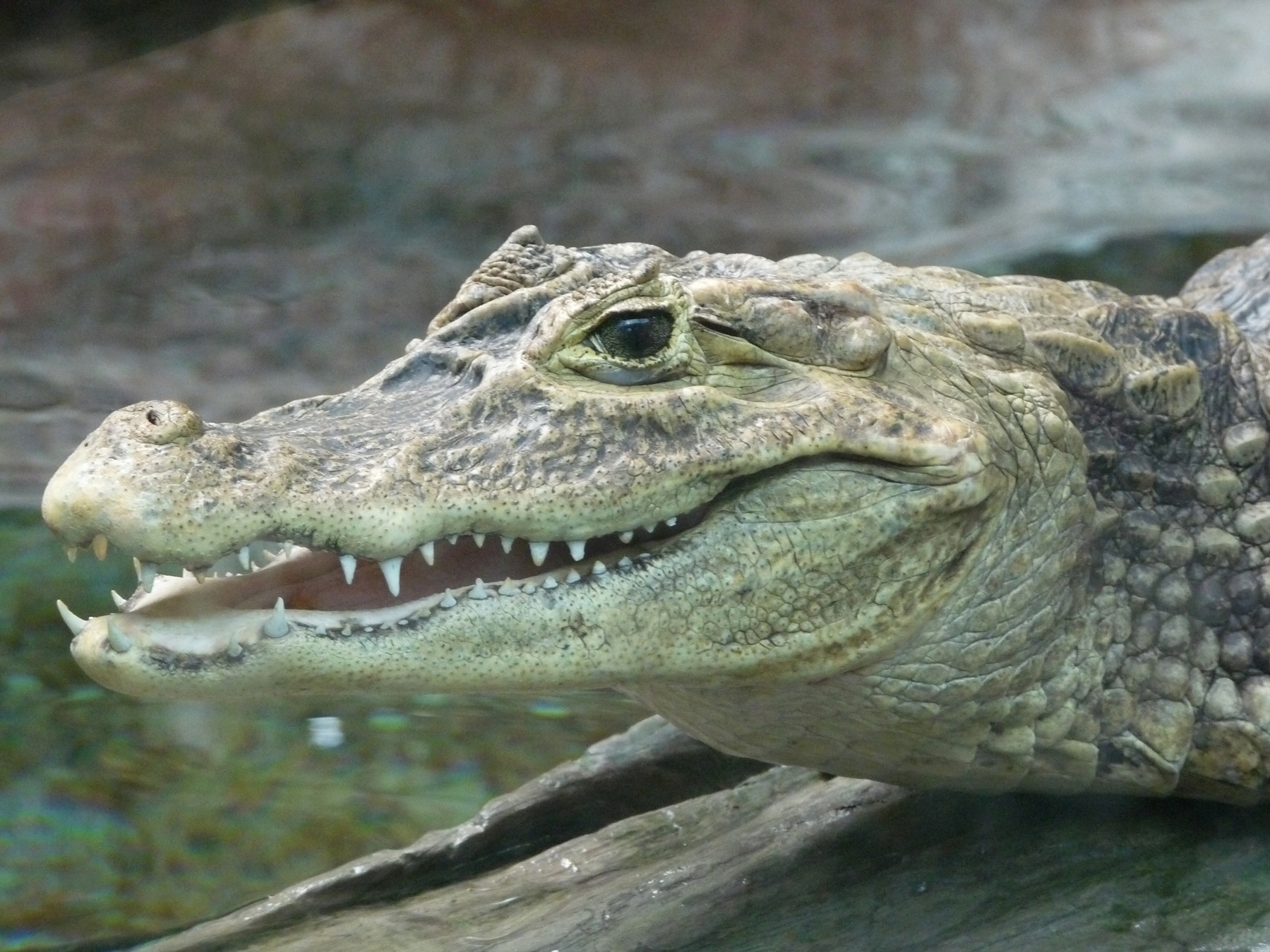 Wallpapers Animals Crocodile - Alligator - Caiman 