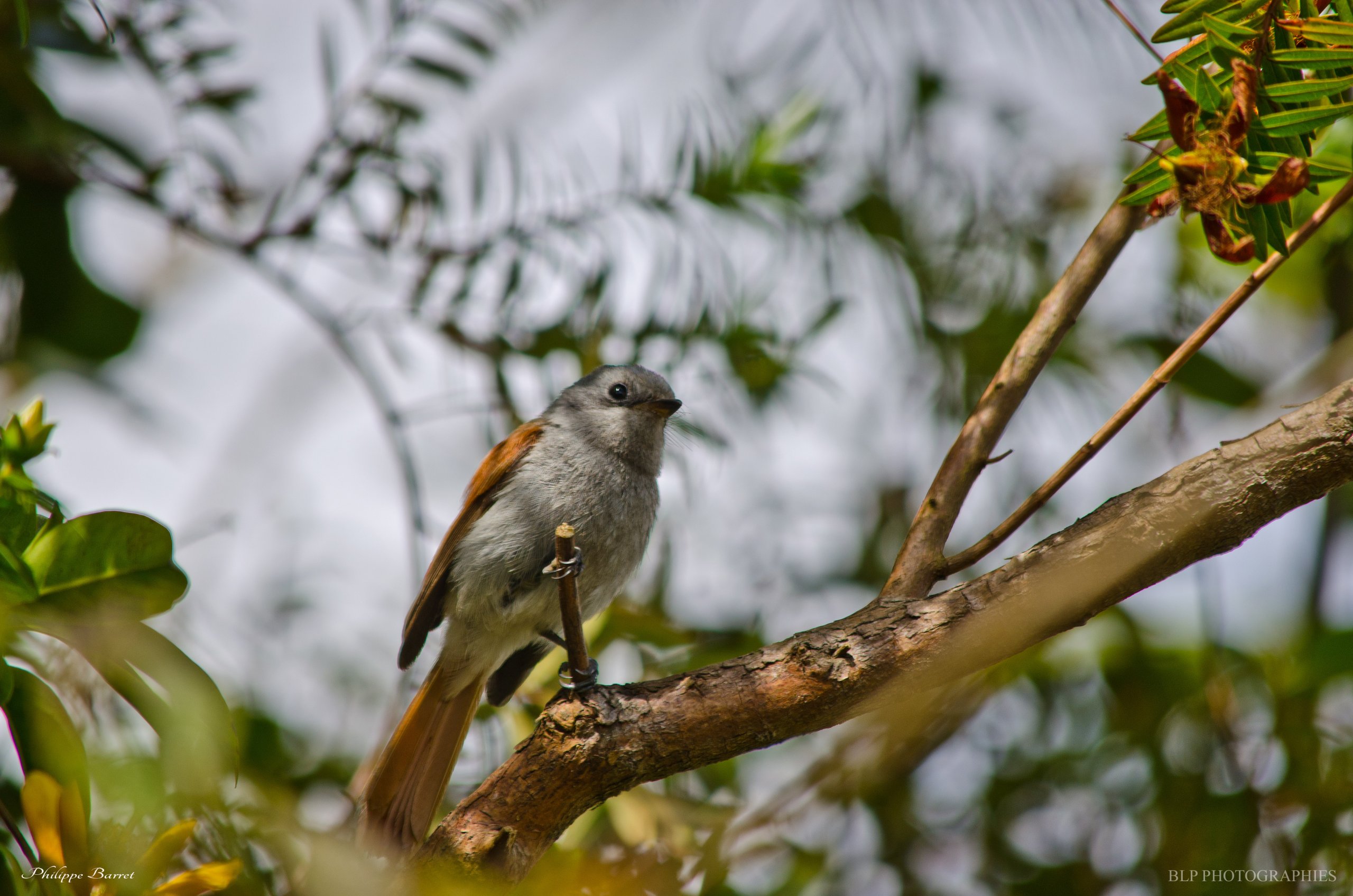 Fonds d'cran Animaux Oiseaux - Passereaux Oiseau la vierge