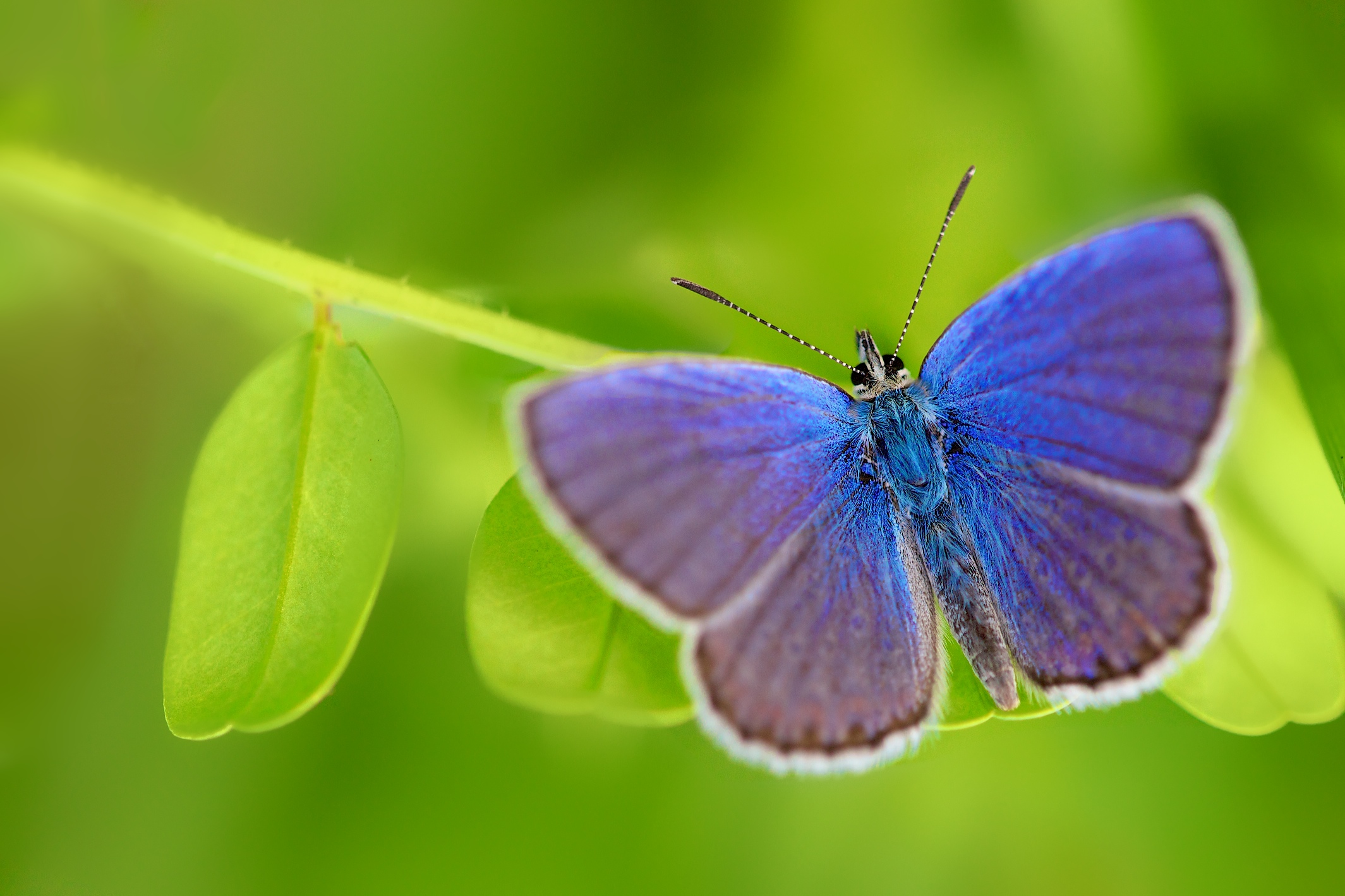 Fonds d'cran Animaux Insectes - Papillons 