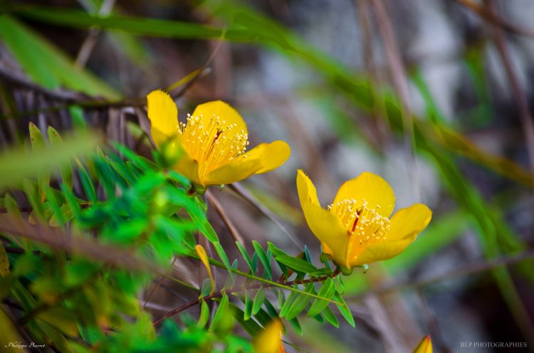 Fonds d'cran Nature Fleurs Fleurs des hauts