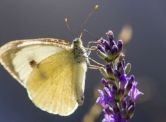  Animaux dans la lumiere