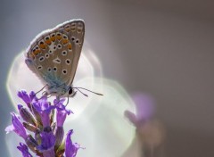  Animaux dans la lumiere