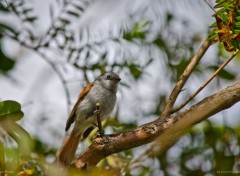  Animaux Oiseau la vierge