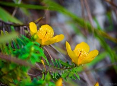  Nature Fleurs des hauts