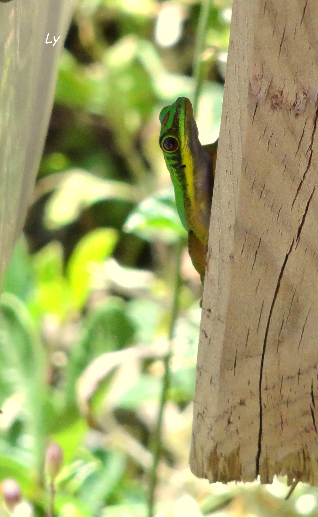 Wallpapers Animals Lizards - Iguanas Lézard vert de la reunion 