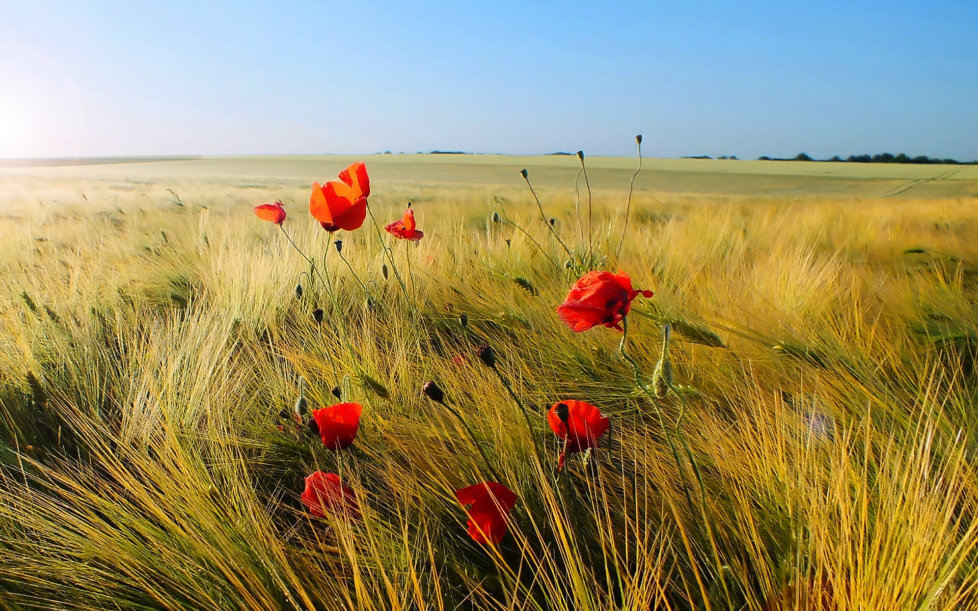 Fonds d'cran Nature Champs - Prairies 