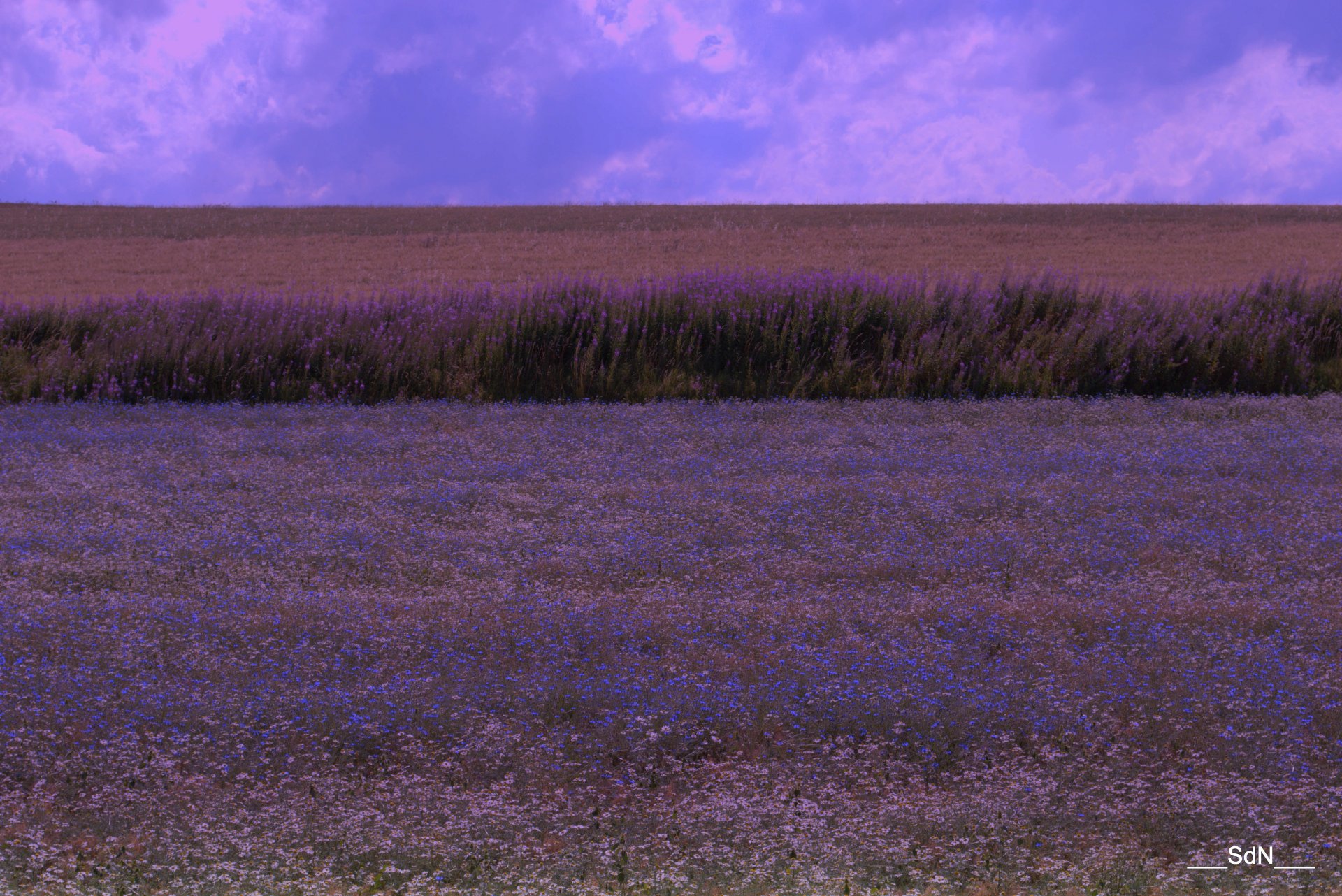 Fonds d'cran Nature Champs - Prairies 