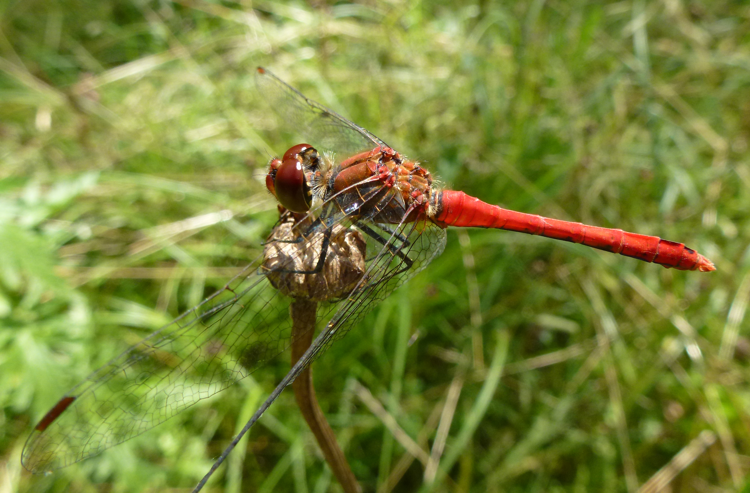 Fonds d'cran Animaux Insectes - Libellules Sympétrum sanguin